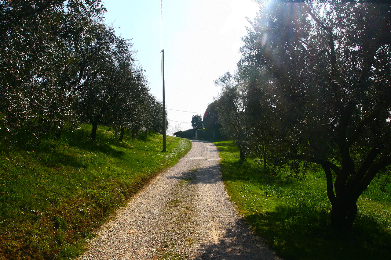 Sentiero Delle Volpere 6 Sentieri Natura Mussolente