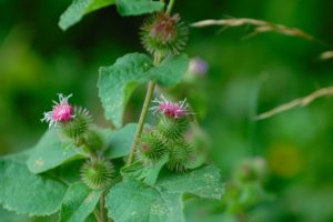Foto di Bruno Martino