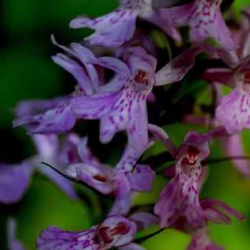 Orchide Macchiata