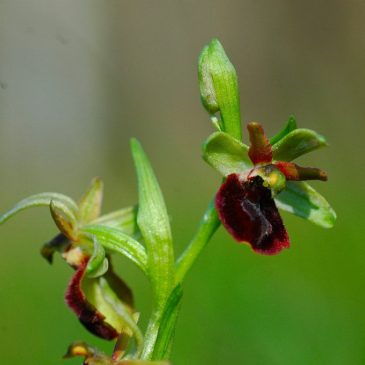 Orchidea verde-bruna