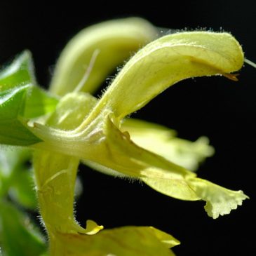 Salvia Vischiosa
